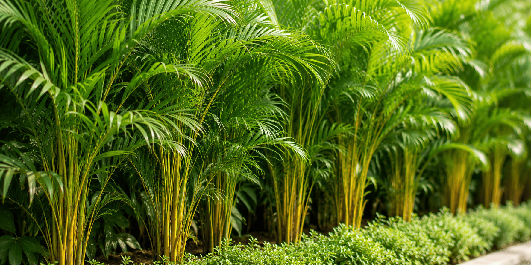 Areca Palm (Dypsis lutescens)