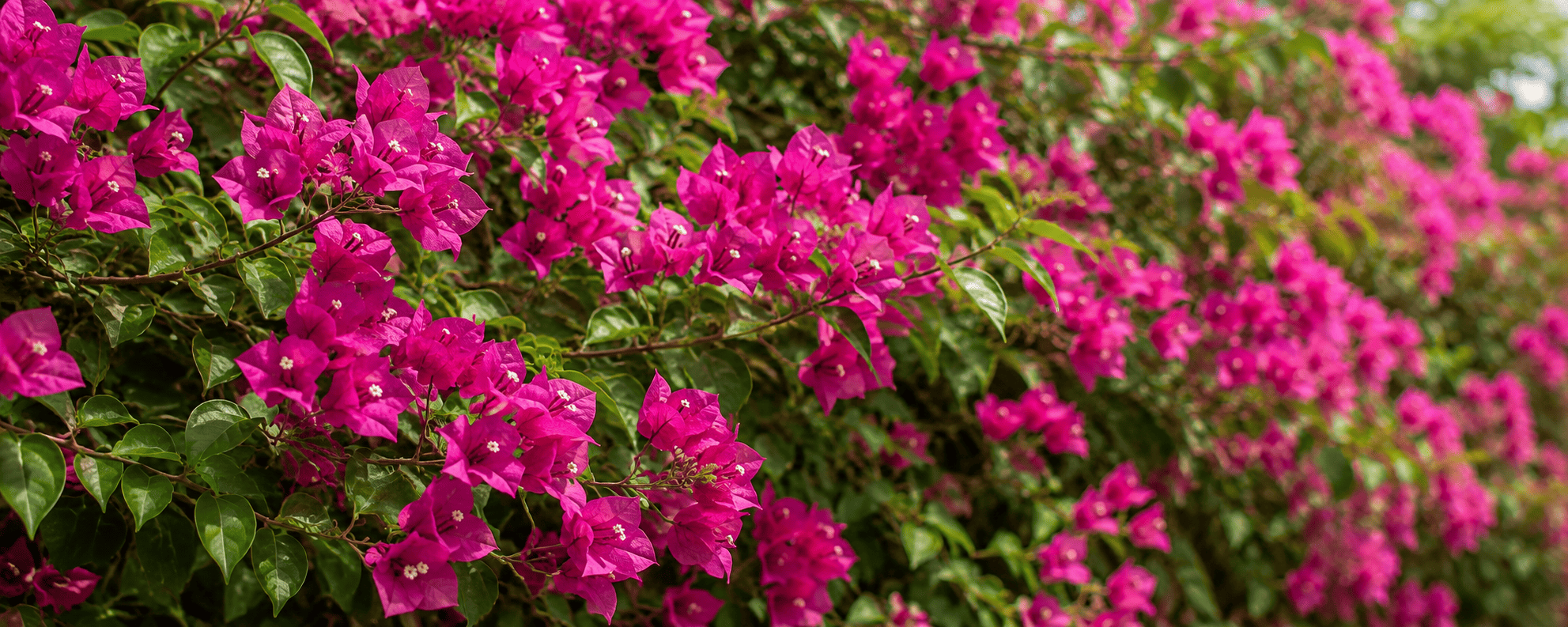 Bougainvillea
