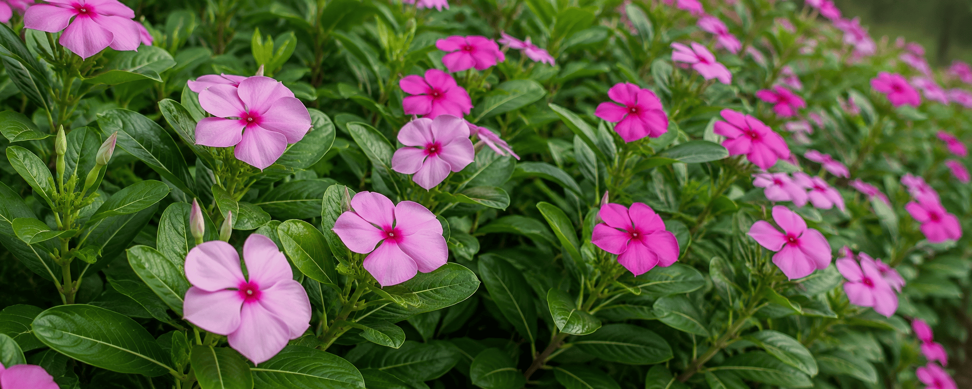 Madagascar periwinkle