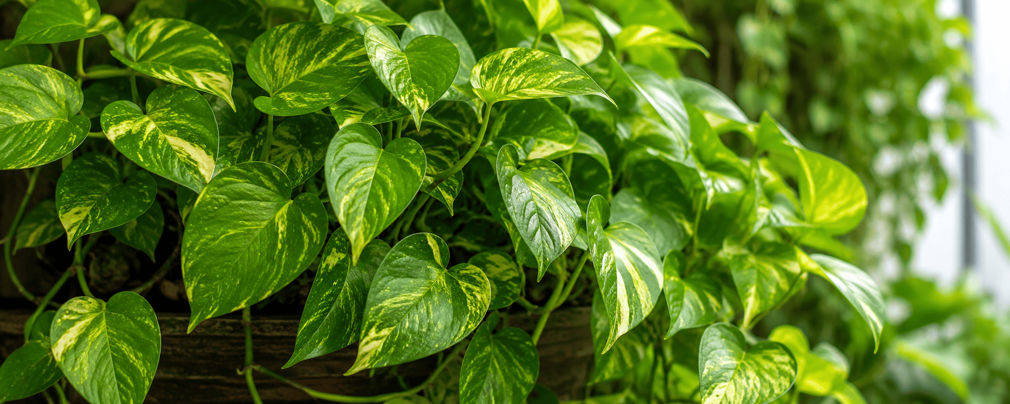 Golden pothos (Epipremnum aureum)