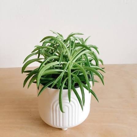 Happy bean plant pet safe display