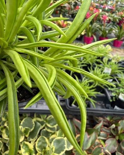 Peperomia ferreyrae fleshy green bean leaf detail