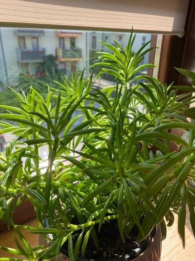 Happy bean plant upright potted primary form