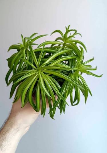 Modern interior plant display setting